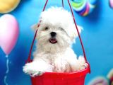 Kore Teacup Maltese Yavruları