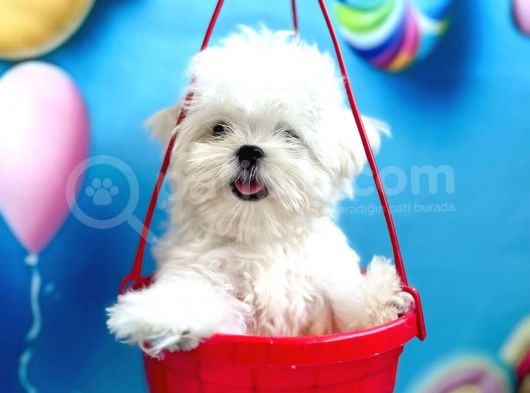 Kore Teacup Maltese Yavruları görsel