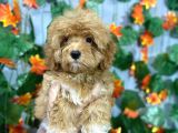 Ki̇lo Garanti̇li̇ Özel Malti̇poo Yavrulari