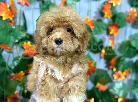 Ki̇lo Garanti̇li̇ Özel Malti̇poo Yavrulari görsel