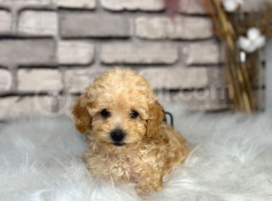En Sevimli Saf Kan Toy Poodle Yavrular görsel