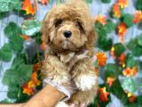KİLO GARANTİLİ ÖZEL MALTİPOO YAVRULARI