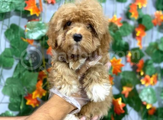 Ki̇lo Garanti̇li̇ Özel Malti̇poo Yavrulari