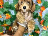 PHANTOM RENK  MALTİPOO YAVRULARI