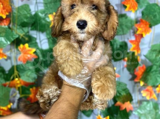 Phantom Renk  Malti̇poo Yavrulari