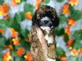 Özel Phantom Renk Poodle Yavrulari
