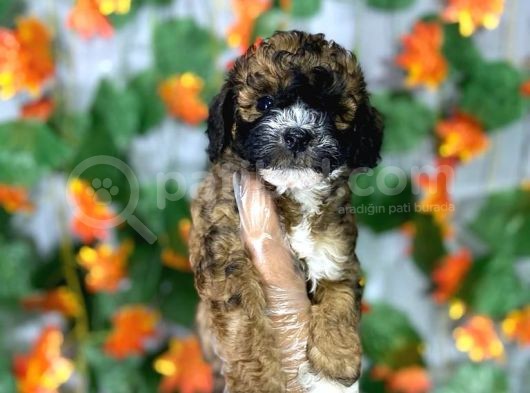 Özel Phantom Renk Poodle Yavrulari görsel