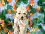 Apri̇cot Safkan Poodle Yavrulari