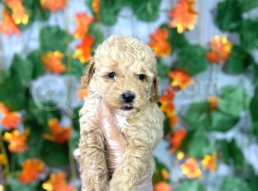 Apri̇cot Safkan Poodle Yavrulari görsel