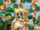 Kokoş Malti̇poo Yavrulari