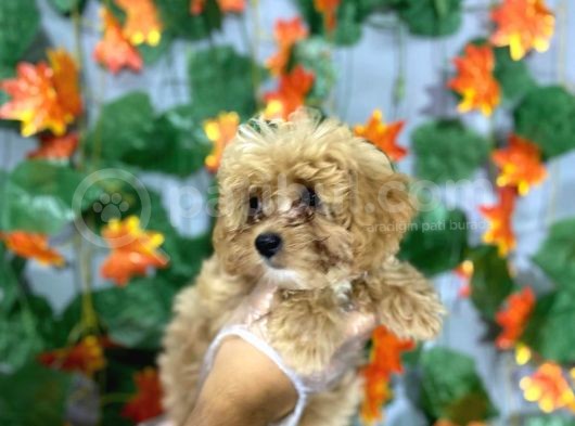 Kokoş Malti̇poo Yavrulari görsel