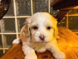 ev doğumu maltipoo bebeğimiz