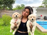 Golden Retri̇ever Bebek Yüzlü Irk Garanti̇li̇