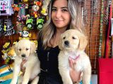 GOLDEN RETRİEVER BEBEK YÜZLÜ IRK GARANTİLİ