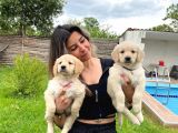 Golden Retri̇ever Bebek Yüzlü Irk Garanti̇li̇