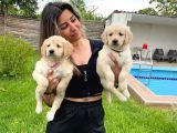 Golden Retri̇ever Bebek Yüzlü Irk Garanti̇li̇
