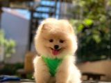 Pomeranian Boo Yavrulari