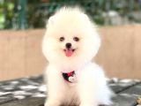 0-3 Aylık Yavru Pomeranian