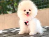 0-3 Aylık Yavru Pomeranian