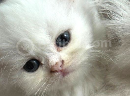Chinchilla 2 Aylık 