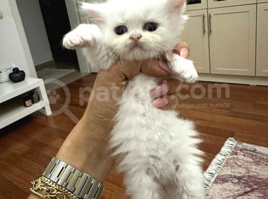 Chinchilla 2 Aylık  görsel