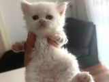 Yavru Chinchilla