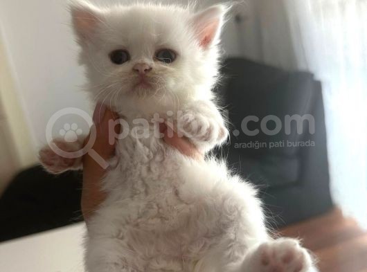 Chinchilla 2 Aylık  görsel