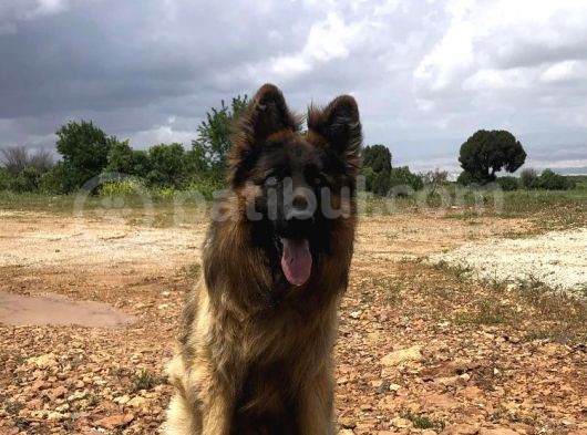 Kali̇teli̇ Şecereli̇ Uzun Tüylü Alman Çoban Köpeği̇ Yavrulari görsel
