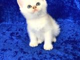 Gümüş -Silver- Renkli British Shorthair ve Longhair Yavrular