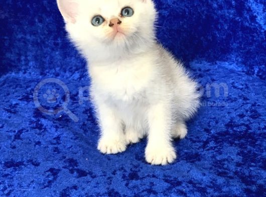 Gümüş -Silver- Renkli British Shorthair Ve Longhair Yavrular