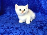 Gümüş -Silver- Renkli British Shorthair Ve Longhair Yavrular