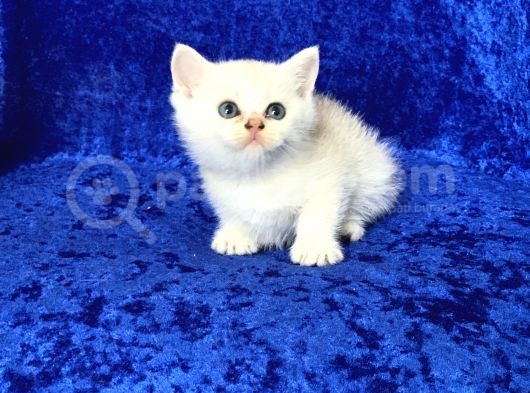 Gümüş -Silver- Renkli British Shorthair Ve Longhair Yavrular görsel
