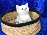 Gümüş -Silver- Renkli British Shorthair Ve Longhair Yavrular
