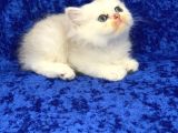 Gümüş -Silver- Renkli British Shorthair Ve Longhair Yavrular