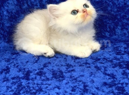 Gümüş -Silver- Renkli British Shorthair Ve Longhair Yavrular görsel