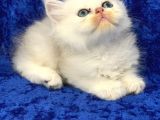 Gümüş -Silver- Renkli British Shorthair Ve Longhair Yavrular