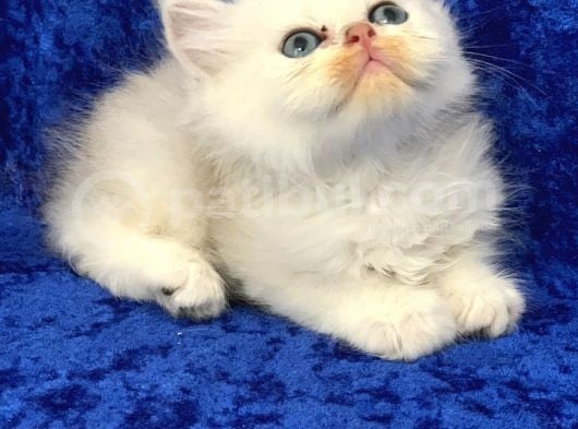 Gümüş -Silver- Renkli British Shorthair Ve Longhair Yavrular görsel
