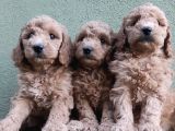 Apri̇kot Renk Toy Poodle Yavrular