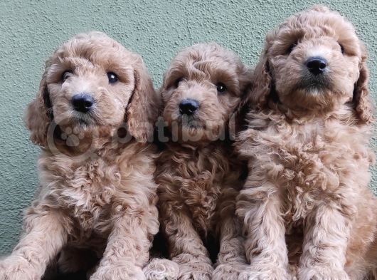 Apri̇kot Renk Toy Poodle Yavrular görsel