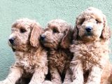 Apri̇kot Renk Toy Poodle Yavrular