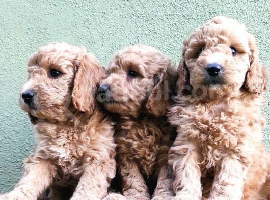 Apri̇kot Renk Toy Poodle Yavrular görsel