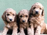Apri̇kot Renk Toy Poodle Yavrular