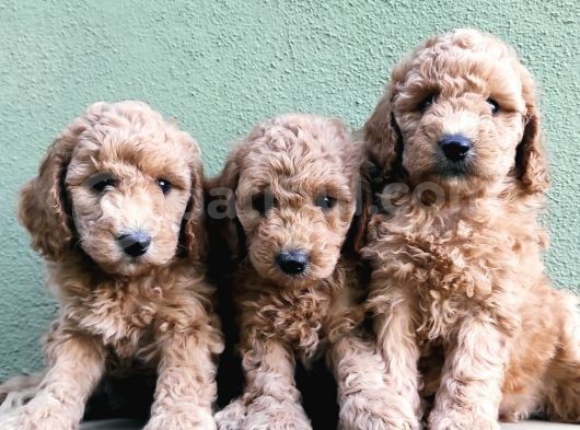 Apri̇kot Renk Toy Poodle Yavrular görsel