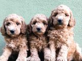 Apri̇kot Renk Toy Poodle Yavrular