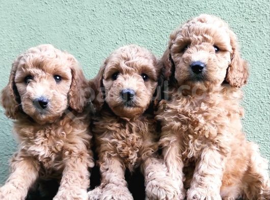 Apri̇kot Renk Toy Poodle Yavrular görsel