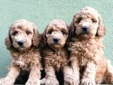 APRİKOT RENK TOY POODLE YAVRULAR