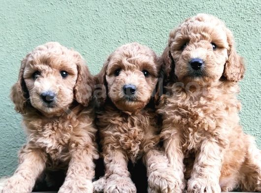 Apri̇kot Renk Toy Poodle Yavrular