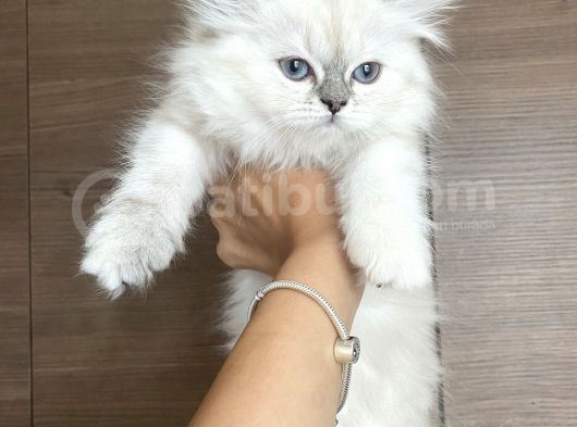 British Longhair Blue Point Dişi Yavrular görsel