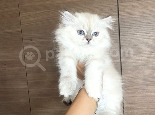 British Longhair Blue Point Dişi Yavrular