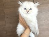 British Longhair Blue Point Dişi Yavrular